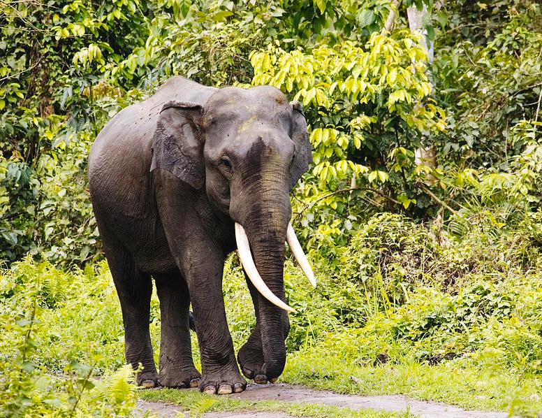 Индийские слоны живут. Азиатский индийский слон. Индийские слоны. Индийские слоны в природе. Elephas Maximus.