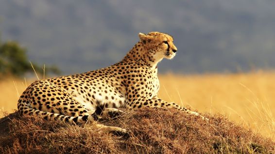 Cheetah 3.jpg