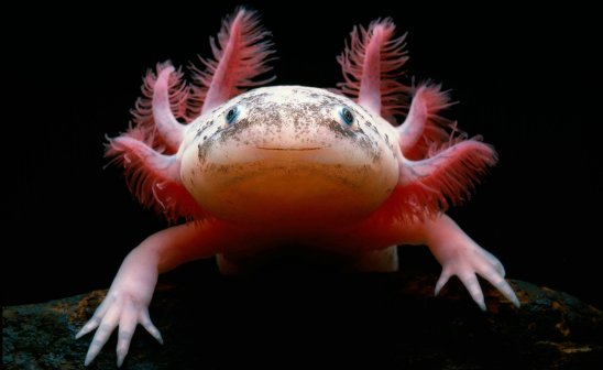 Axolotl 2.jpg